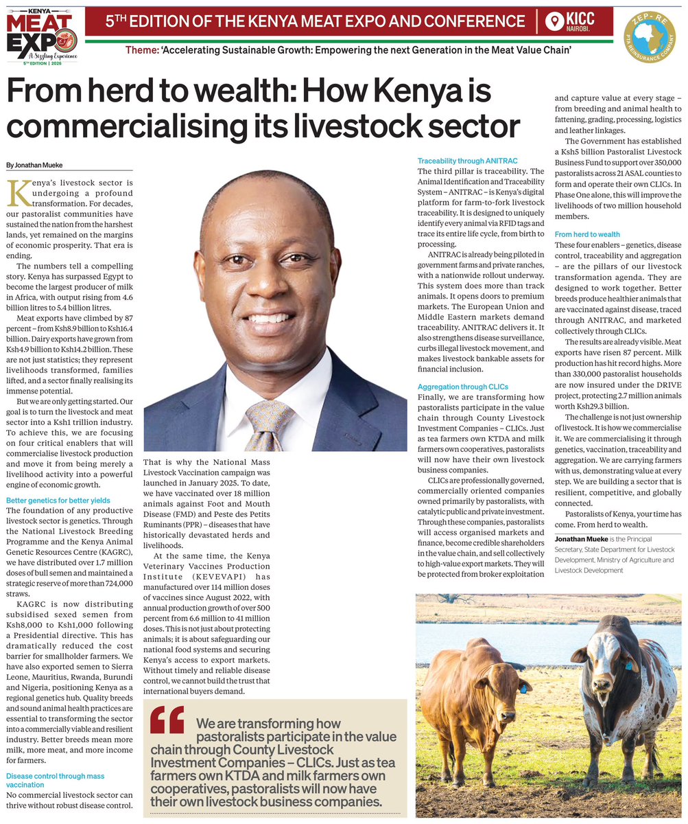 Sam_Lulli's tweet photo. From Herd to Wealth: Kenya’s Livestock Transformation

Kenya’s livestock sector is steadily shifting from subsistence to a commercially driven industry under the leadership of PS Jonathan Mueke and the State Department for Livestock Development.

The numbers tell the story: meat exports have risen 87% to KSh16.4 billion, dairy exports have more than doubled to KSh12.4 billion, while milk production has grown to 5.4 billion litres.

The transformation is being driven by better genetics, disease control, traceability through ANITRAC and aggregation through County Livestock Investment Companies (CLICs).

With more than 18 million animals vaccinated* and KAGRC distributing 1.7 million doses of quality bull semen*, the foundation for a more productive, resilient and market-oriented livestock sector is being built.

From herd to wealth — the livestock sector is becoming a stronger engine of economic growth.
