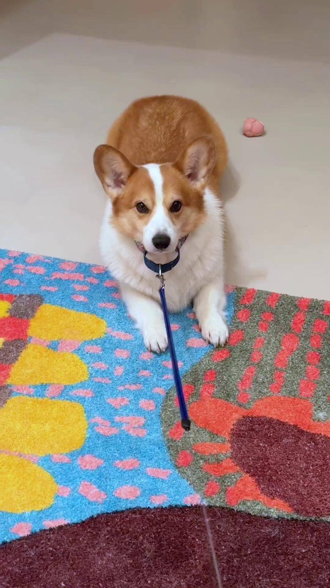 AlvaroSeveriano's tweet photo. My fluffy corgy just hit 6 months old! Watching them zoom around the house u0026 catch treats never gets old—pet parent life is the best kind of magic ， https://t.co/1ykbj16LWU