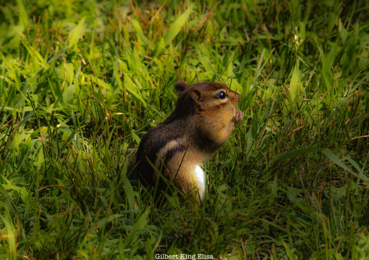 GilbertKElisa's tweet photo. The Chipmunk
#GilbertKingElisa #flower #trees #art #colorful #outdoors #nature #chipmunk #nature #animals #naturephotography https://t.co/nX00gA0vWI