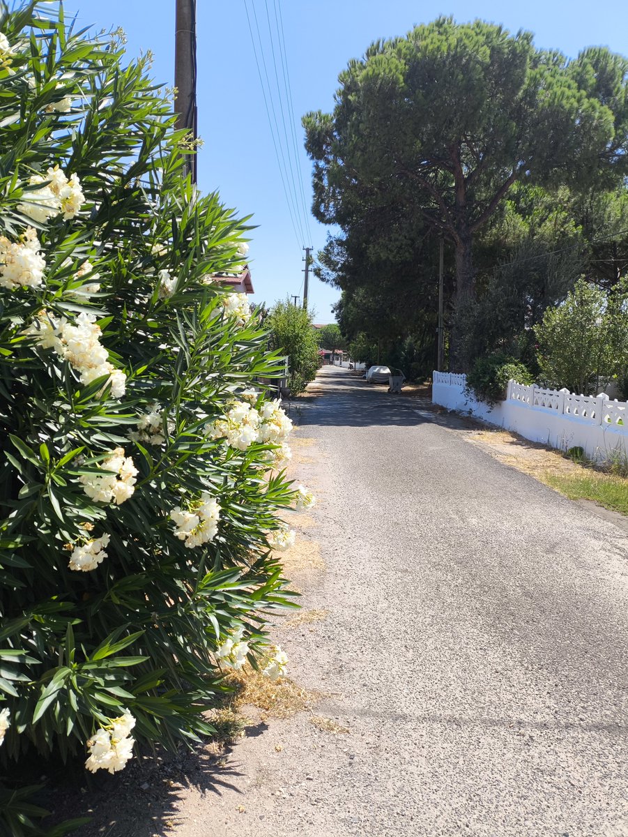 30august2025's tweet photo. Bazı yollar vardır; nereye varacağını umursamadan, sırf yürümenin güzelliği için adımlarsın.

#Ayvalık https://t.co/Yzug7YCHZH