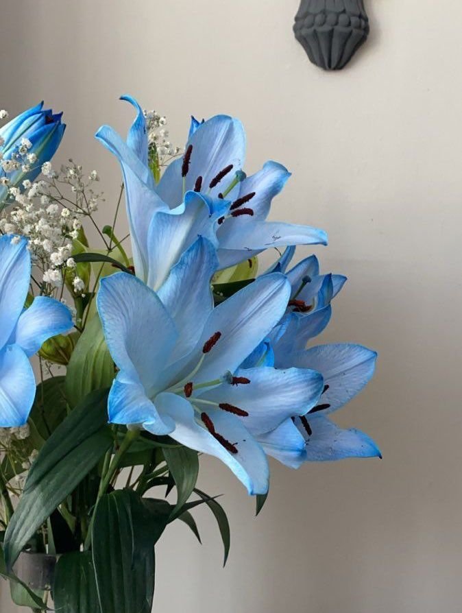dreamyflowerrs's tweet photo. blue lilies 💙 https://t.co/vCYmEtis5M