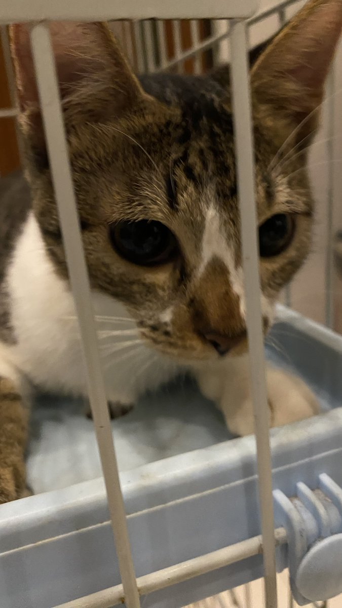 whit3comet's tweet photo. long overdue update: hes become very Evil to the other cats there is something malevolent about his aura https://t.co/yZP3RWQmSE