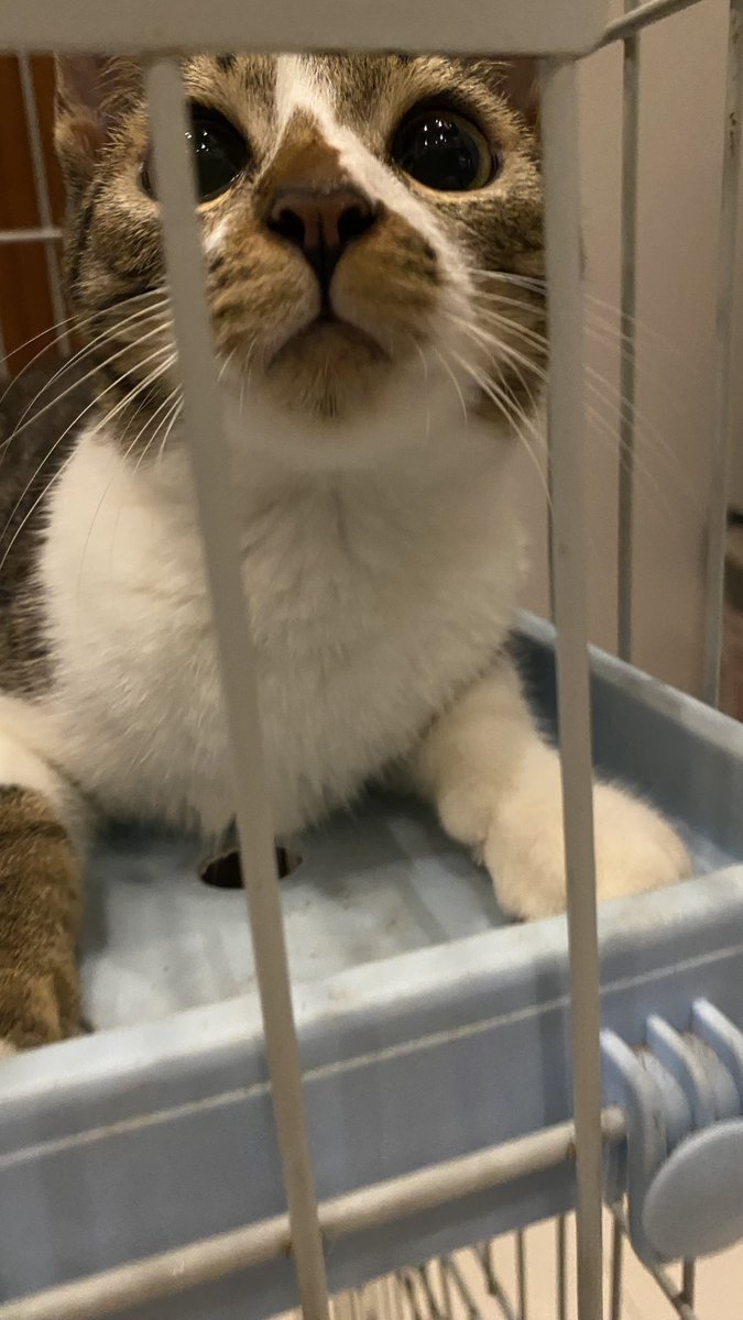 whit3comet's tweet photo. long overdue update: hes become very Evil to the other cats there is something malevolent about his aura https://t.co/yZP3RWQmSE