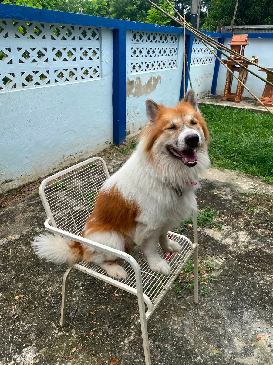 malimalineee's tweet photo. ขออนุญาตแอดมินนะครับ

น้องยังหาบ้านอยู่นะครับ #ให้ฟรี 🙏🏻🦊🏠🐾

ก่อนหน้านี้ คนที่จะมาขอส่วนมากมีแต่มิจ และเลี้ยงไม่ดี

ผมก็กลัวครับ อยากให้น้องไปอยู่บ้านที่ดี

คนที่รักดูแลน้องได้จริงๆ มีกรงมีเชือกมีโซ่ให้อุปกรณ์เลี้ยงต่างๆ

หรือใครมีเมตตาน้องก็ทักมาได้นะครับเดี่ยวทางพี่ๆเพื่อนๆ จะช่วยกันคัดบ้านให้อีกที.

ปล.ผมไม่ได้พิมเหตุผลนะครับ เอาคนที่อยากดูแลน้องอยากทราบรายละเอียด ให้โทรมาคุยกับผมได้โดยตรงเลยจะดีกว่าครับ 

(เราไม่ดราม่ากันนะครับ ขอมีเหตุผล

ช่วยกันคงมีประโยชน์กว่า

มาด่าเสียเทเสียกันนะครับแบบนั้นคงไม่ดี)

ติดต่อ: (0855505360 เติร์ก) (0954451701ยิ้ม)

ขอสถานที่ใกล้เคียงก่อนนะครับ

#เชียงใหม่ #เชียงราย #ลำพูน #ลำปาง 

น้องชื่อ: เจี๊ยบ

เพศ: ผู้ 

อายุ: 6 ขวบ

พันธุ์: บางแก้ว (แท้)

ลักษณะ: ดี 

ทำหมัน: ทำหมันแล้ว

สุขภาพ: แข็งแรง / ไม่มีโรค

สุขภาพจิต: ดี

วัคซีน/เห็บหมัด: ฉีดครบ