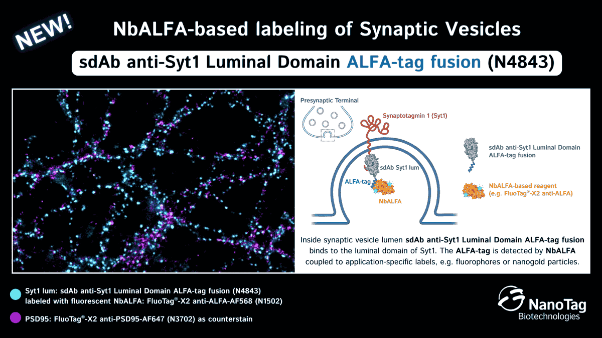 _NanoTag_'s tweet photo. ๐ฌ๐ซง๐ง NEW: Targeting luminal #Syt1 with flexible readouts powered by the #ALFAsystem! Meet our new sdAb anti-Syt1 Luminal Domain ALFA-tag fusion (N4843) โ combine it with different #NbALFA-based reagents for fluorescence imaging or EM.
๐ Explore more: https://t.co/tSPoGKT8Qb https://t.co/XgdeOPJbxh