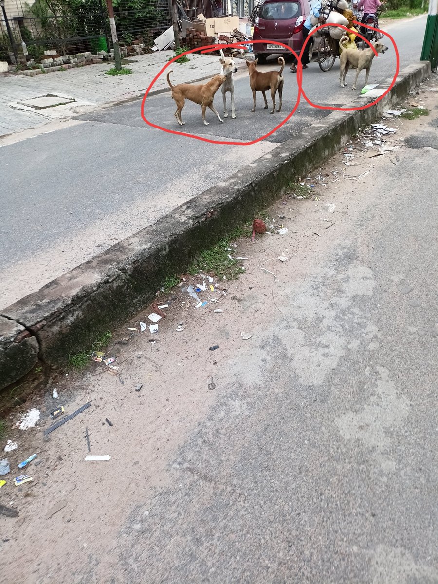MahaveerT6's tweet photo. @BlkorWht_NoGrey @CNBCTV18Live @PMOIndia @narendramodi @nsitharaman @IncomeTaxIndia @ShivAroor Common people too ( जनता जनार्दन ) have got their part of luxury. Look at the images. Our security providers are not only black dogs, but white dogs as well. Elevated level of security. No cats, I mean  no black cats. Every one hundred metres you get such heightened security. https://t.co/tRQsxITFou