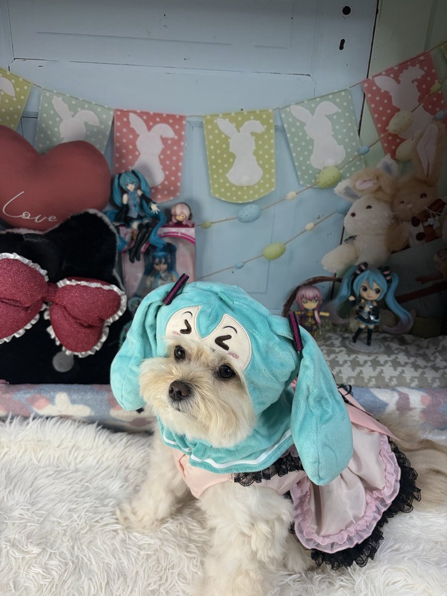 may0912may's tweet photo. ごきげんよ〜でしゅわ〜🌸
今日は初音ミクしゃん🎶に変身したでしゅわ〜❤️
世界で一番お姫様でしゅの〜💞

#ポメプー  #ごきげんよ〜でしゅわ〜  コスプレ犬 https://t.co/BG2fWk0GQy