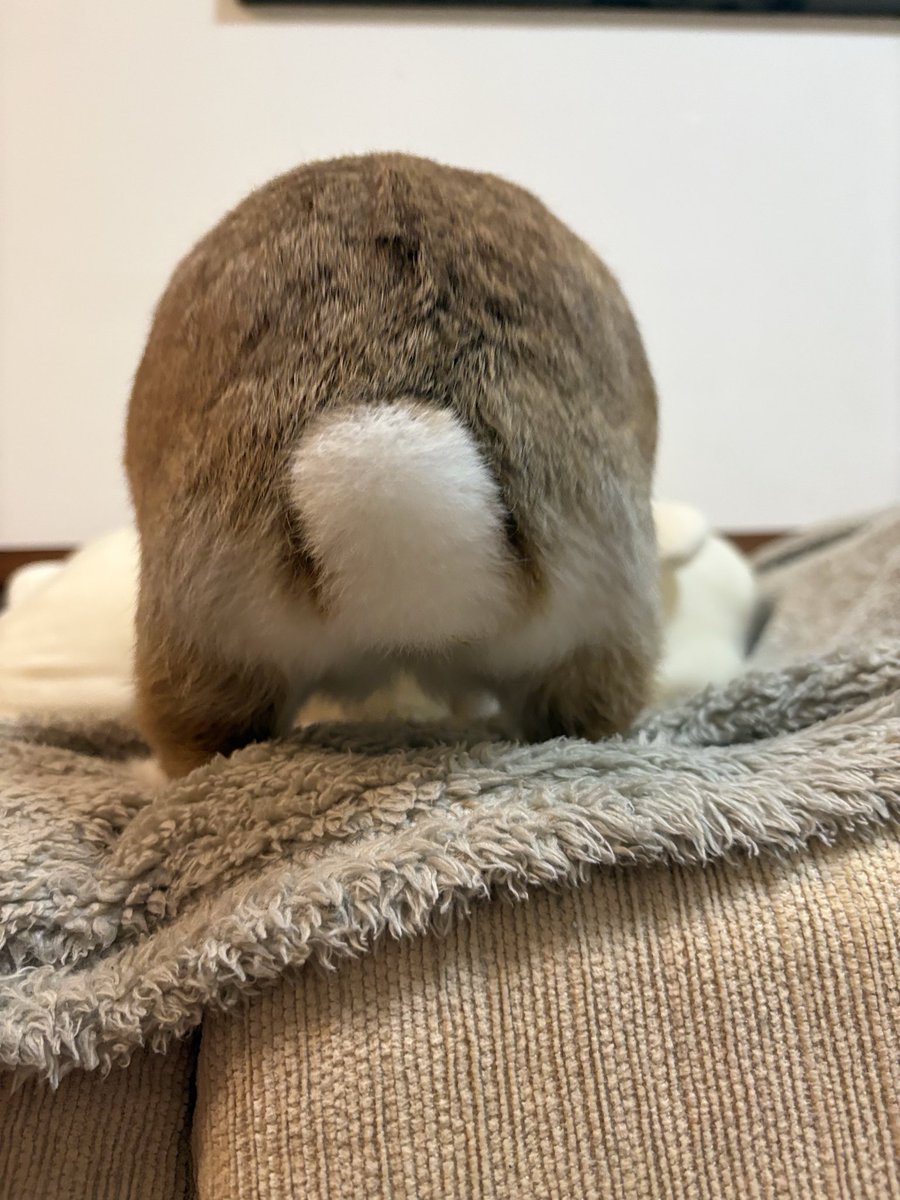 tk2ch's tweet photo. おちり🐇💕
#うさぎのいる暮らし https://t.co/MGm9FP7V4l