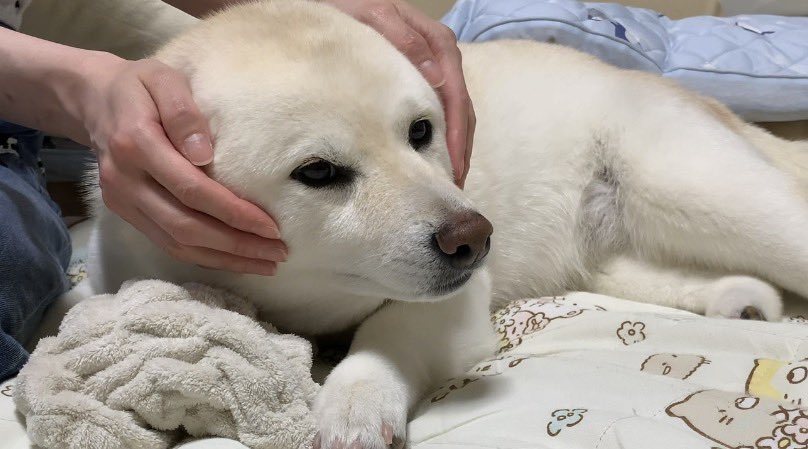 haru_haruchanko's tweet photo. 花火大会の音に怯え、お姉ちゃんにそっと耳を塞いでもらう柴犬
https://t.co/9uQJcrSyN4 https://t.co/oz2FurZsPw