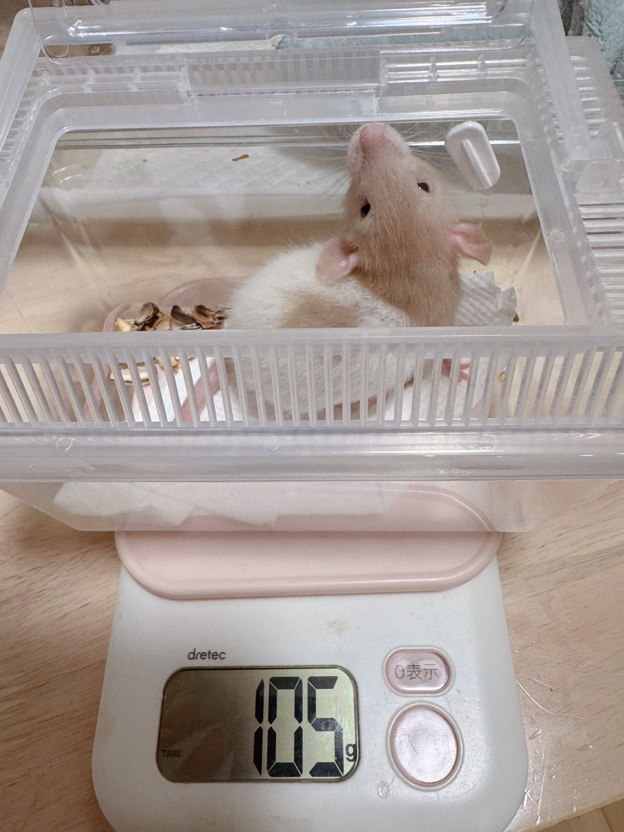 fancychuM's tweet photo. 社長→113g
部長→105g

やたー！部長も100突破したぞー🥰 https://t.co/l79S1UwR4O