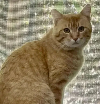 sachikoko's tweet photo. 🙏🏽PLEASE SHARE
🧡Playful, Sweet 3YO Orange #Tabby Kitty "MANGO"🧡
🥠Needs A 🏠#FureverHome🏠
▶4 INFO https://t.co/5Rc5JccTdv
🙏🏽#Adopt #AdoptDontShop #AdoptMe
#Acampo, #CA #Lodi #SanJoaquinCounty #CentralValley
✅CATS✅KIDS @AdoptRescueCats 
#ForgottenSoulsHour #US #Cats https://t.co/drw43BCLSY