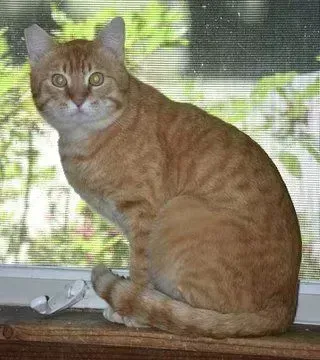 sachikoko's tweet photo. 🙏🏽PLEASE SHARE
🧡Playful, Sweet 3YO Orange #Tabby Kitty "MANGO"🧡
🥠Needs A 🏠#FureverHome🏠
▶4 INFO https://t.co/5Rc5JccTdv
🙏🏽#Adopt #AdoptDontShop #AdoptMe
#Acampo, #CA #Lodi #SanJoaquinCounty #CentralValley
✅CATS✅KIDS @AdoptRescueCats 
#ForgottenSoulsHour #US #Cats https://t.co/drw43BCLSY