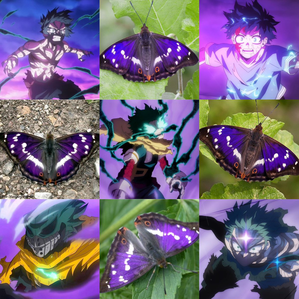 katsukipookie's tweet photo. the japanese emperor caterpillar to butterfly transformation being the most Izuku thing ever https://t.co/an0FTaodpC