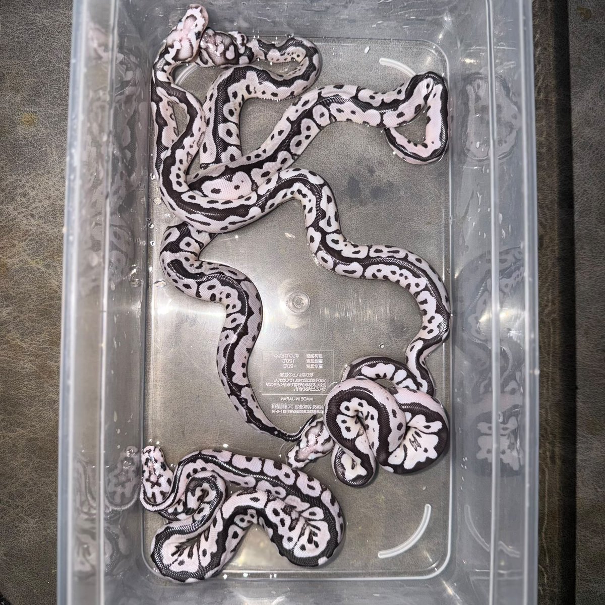 SunStarReptiles's tweet photo. They are one of my Dream Hatch!!!!
Welcome to New World Babies!!!
夢の一つ叶う！ (Japan First CB??)

Hatchlings from Spotnose VPI Axanthic Clown het DG (♀) ❤️ VPI Axanthic DG Clown (♂)

Co-Breeder : @SunStarReptiles @ken_ogawa_ken @GottA_hAv_it_G @kuutarou_ball
#Ballpython https://t.co/xBdOKWATZd