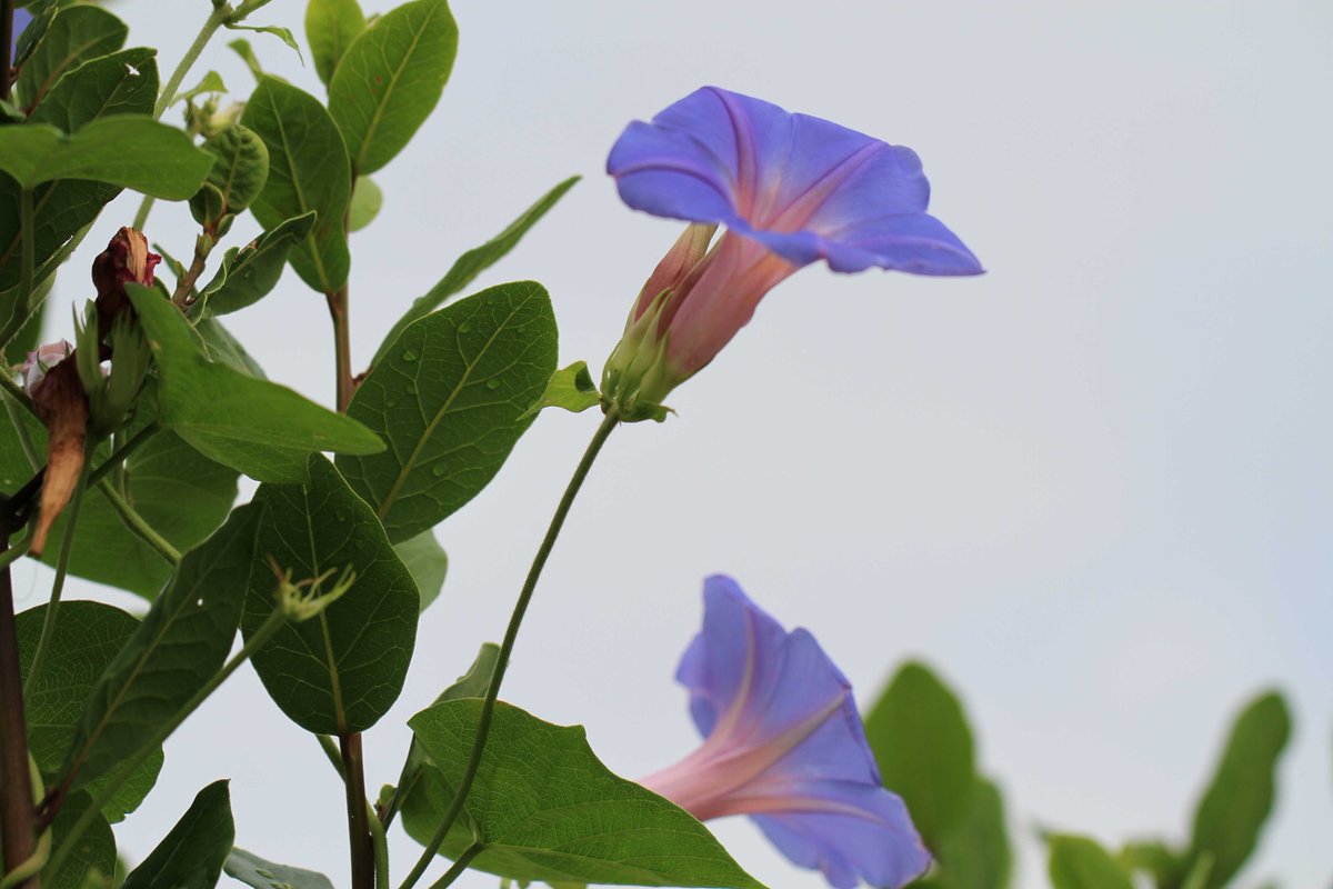 kon5933's tweet photo. #花　#flowers https://t.co/A9D4GDxrsW