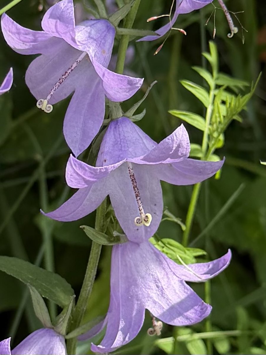 iamMarianna71's tweet photo. Beautiful tuesday 💗💗💗 #flowers #nature #green https://t.co/Mss0X1yB4r