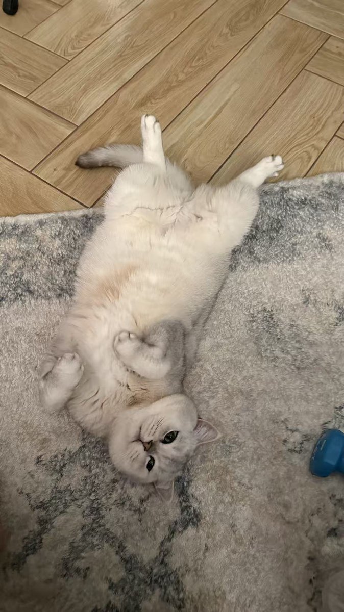 PlaySagoCat's tweet photo. upload image
turn your cat to customized desktop pet
#CatsOnX #SagoCat https://t.co/Wj9Mk5dIAx