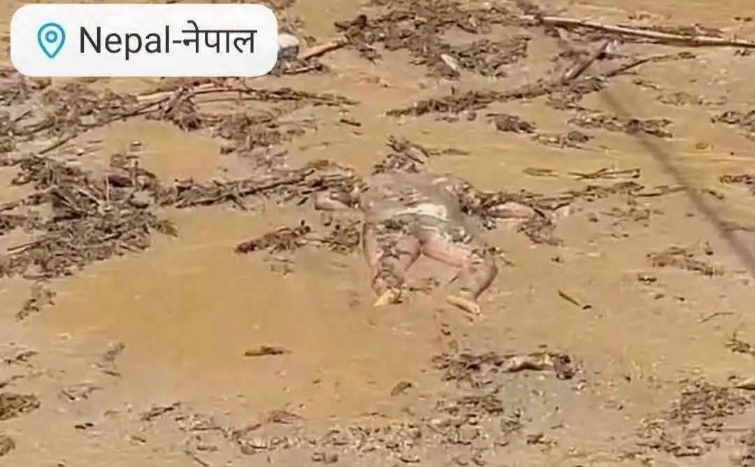 SahilK663's tweet photo. नेपाल की बाढ़ की स्थिति काफी डरावनी है मलबे के साथ-साथ डेव #बॉडी देखने को मिल रही है जो की काफ़ी खौफनाक लग रहा है... यह #बिहार के लिए भीं खतरे की घंटी है।....

#nepal #NepalNews #NepalGovernment

#NepalPolice  #highlight
#flood #floods https://t.co/Z6o6NIR1Ti