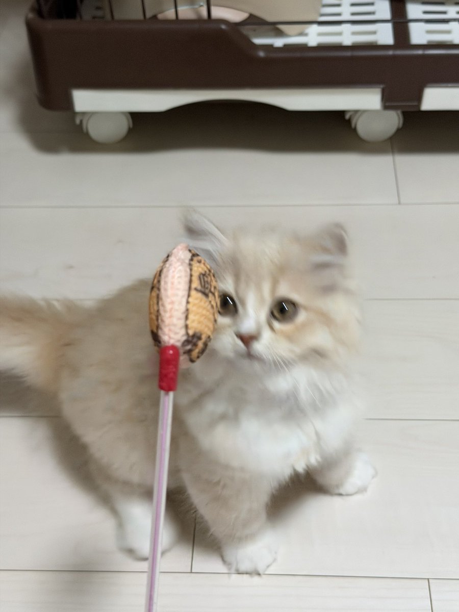 mlml__mrmr's tweet photo. 実はﾈｺﾁｬﾝ飼い始めてた。8月入って仕事量死にかけて、楽しいお盆の帰省終わってこれだけが生き甲斐 https://t.co/1umwAPVrcZ