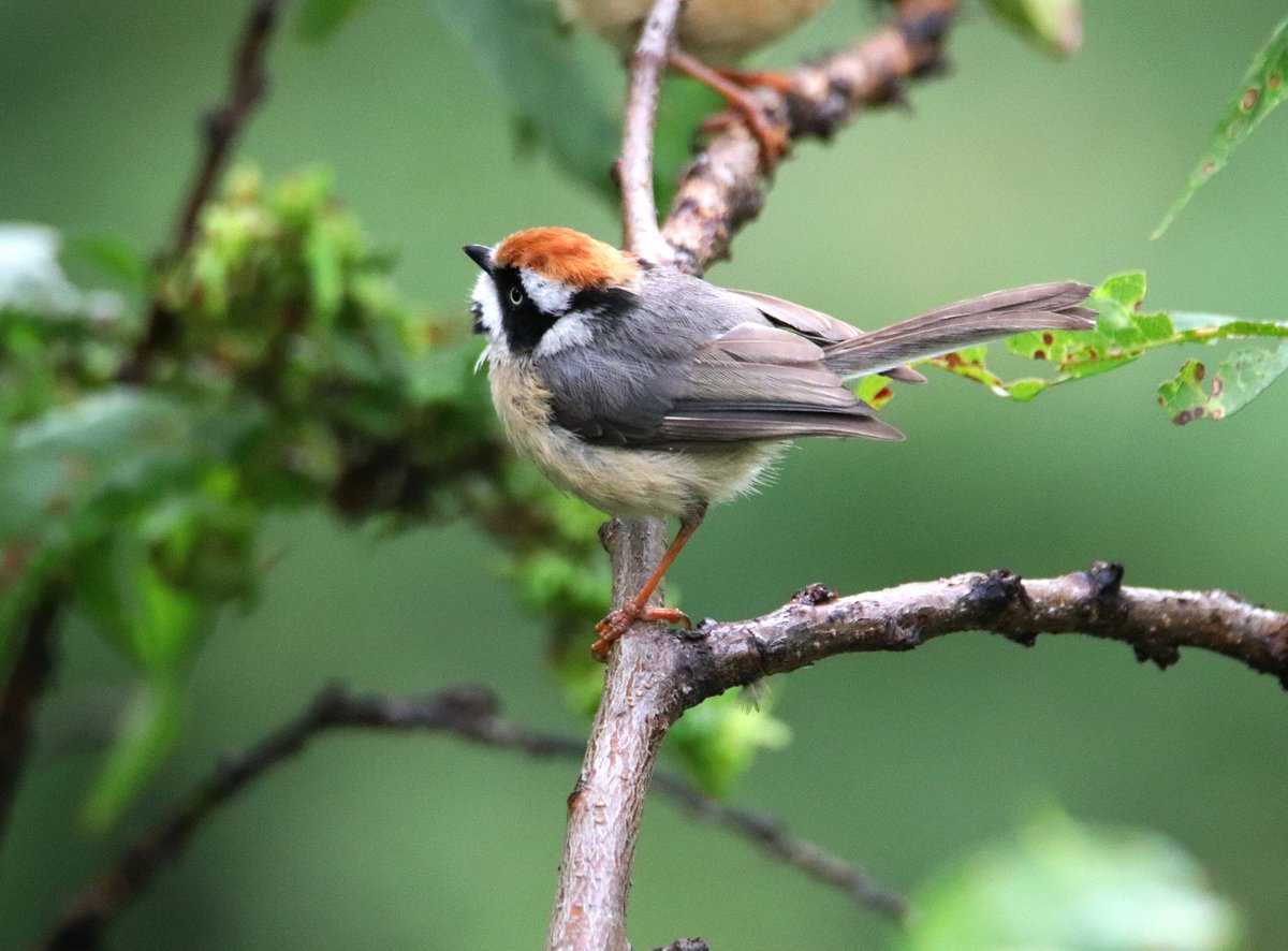 sofiQayoom's tweet photo. Black Throated Tit...

#Birdsofbaramulla
Kashmir 
@Canon_India @IndiAves @birdsoftheworld @birdcountindia @rrRumbo @NatureIn_Focus https://t.co/qMhesj3tAJ