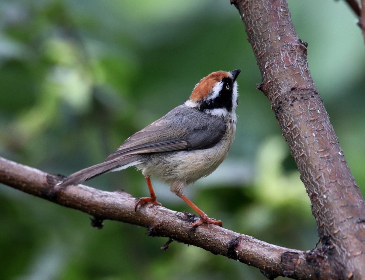 sofiQayoom's tweet photo. Black Throated Tit...

#Birdsofbaramulla
Kashmir 
@Canon_India @IndiAves @birdsoftheworld @birdcountindia @rrRumbo @NatureIn_Focus https://t.co/qMhesj3tAJ