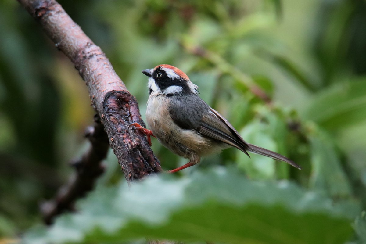 sofiQayoom's tweet photo. Black Throated Tit...

#Birdsofbaramulla
Kashmir 
@Canon_India @IndiAves @birdsoftheworld @birdcountindia @rrRumbo @NatureIn_Focus https://t.co/qMhesj3tAJ