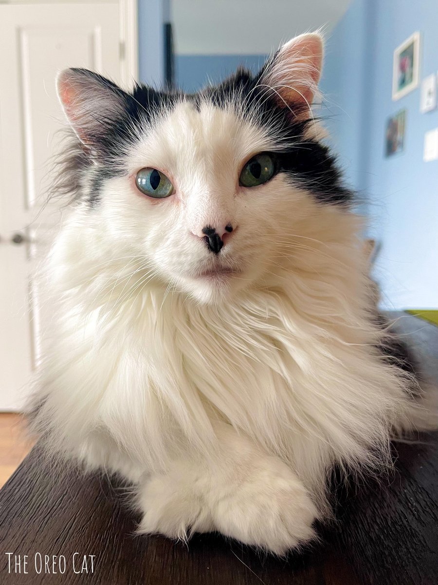 TheOreoCat's tweet photo. “Remember that life’s a reflection of the choices you make. So if you choose to order the spaghetti, make sure to wear a bib.” ~ Oreo 🍝

#BitesFromBeyond https://t.co/7V0Iqjs6pH