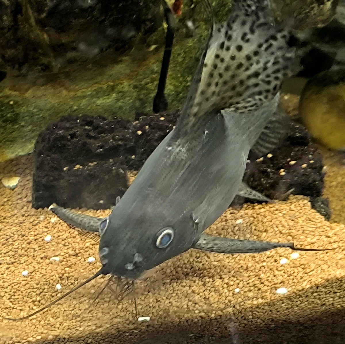 crazynova910's tweet photo. Catfish are genuinely the most unserious creatures on this planet, you can't look at them with a straight face https://t.co/AQWmSAlgTU
