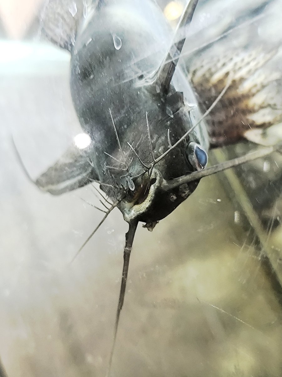 crazynova910's tweet photo. Catfish are genuinely the most unserious creatures on this planet, you can't look at them with a straight face https://t.co/AQWmSAlgTU