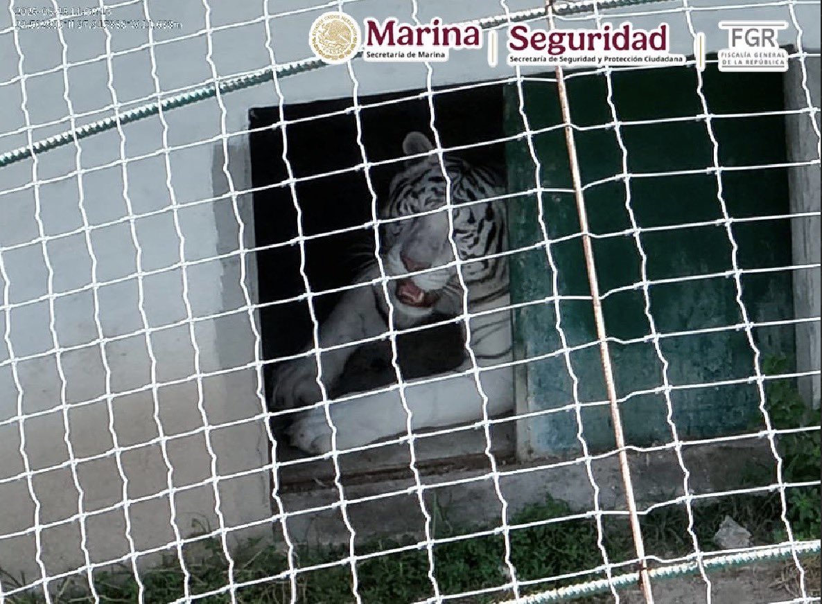 FGRMexico's tweet photo. Elementos de la @SEMAR_mx, #FGR y @SSPCMexico, aseguraron cinco inmuebles y más de 130 animales exóticos en #Tamaulipas. https://t.co/8pljTUSHjw