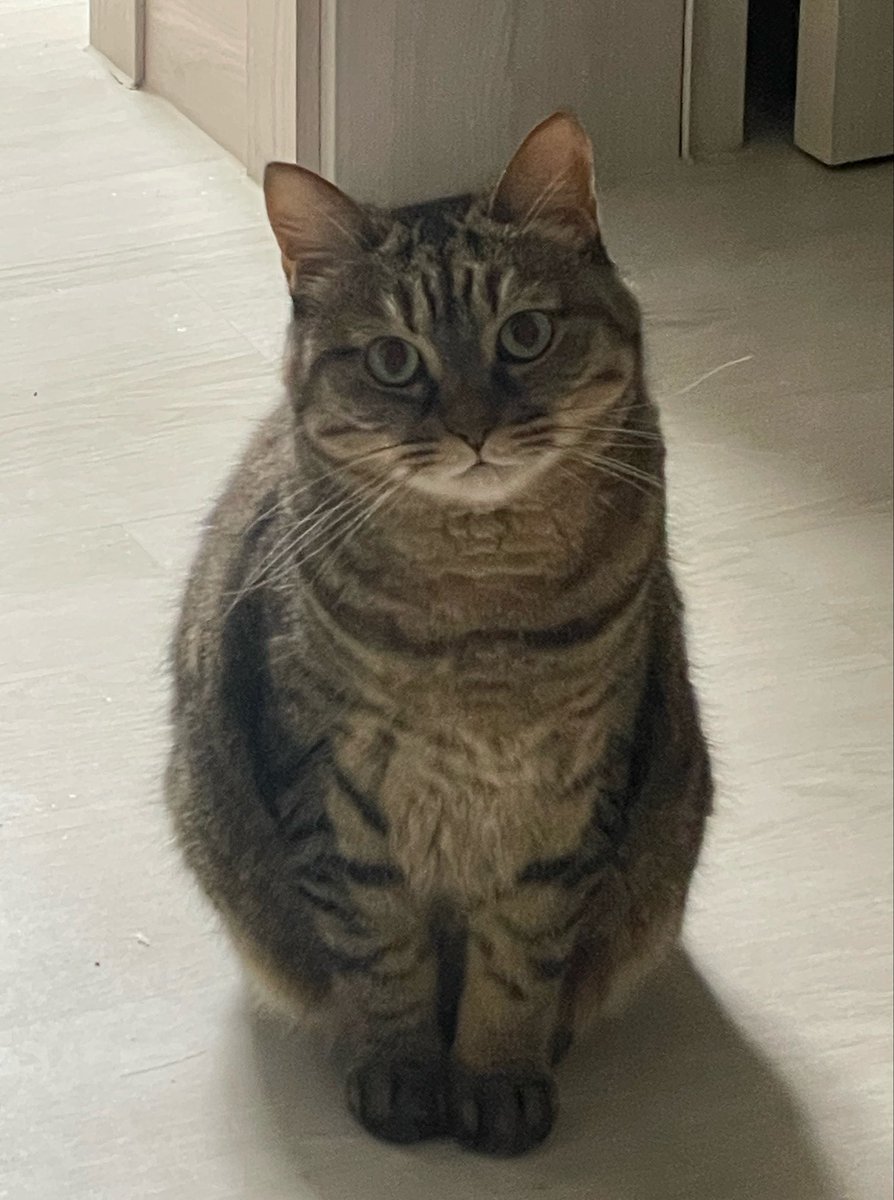 b4ngwooool's tweet photo. 자기가 생각을 좀 해봤는데
츄르 시간이 맞대
그래서 공손하게 츄르 요청하러 옴 https://t.co/lEly3VfidC
