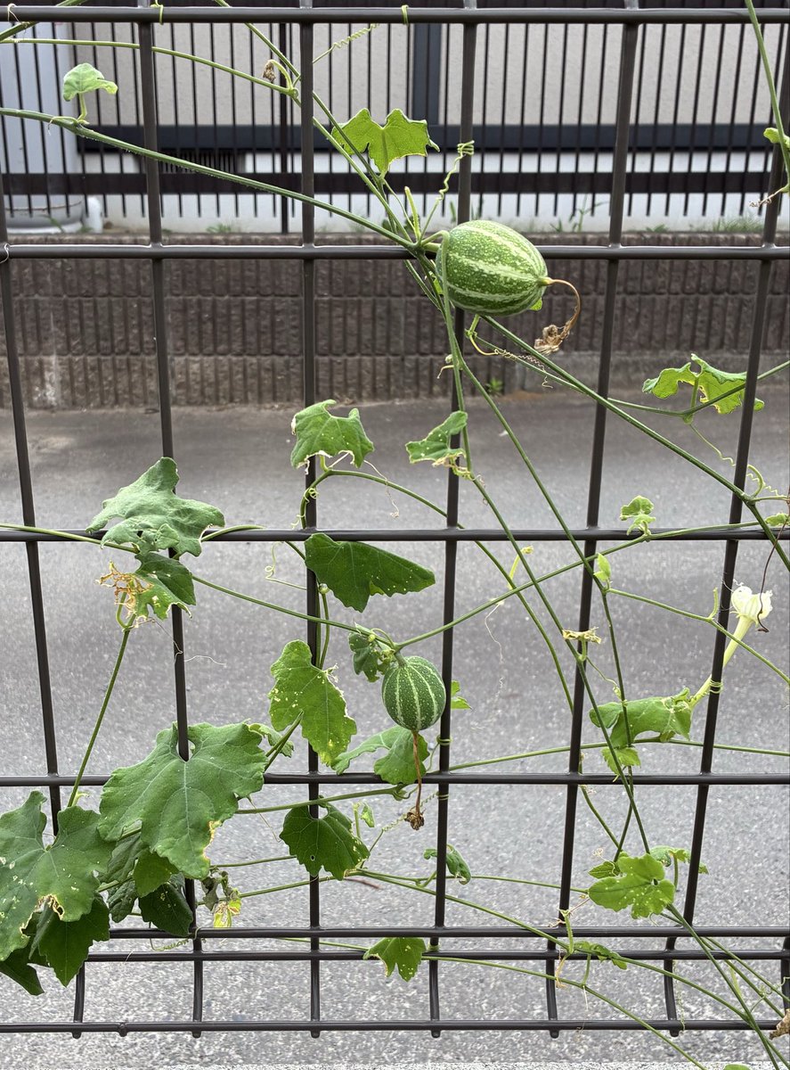aknsmam's tweet photo. 一昨年、散歩で拾った実を地面に埋めて、去年は葉っぱのみ、今年は花が咲いて実がついた烏瓜。 https://t.co/DgCTpC47iF