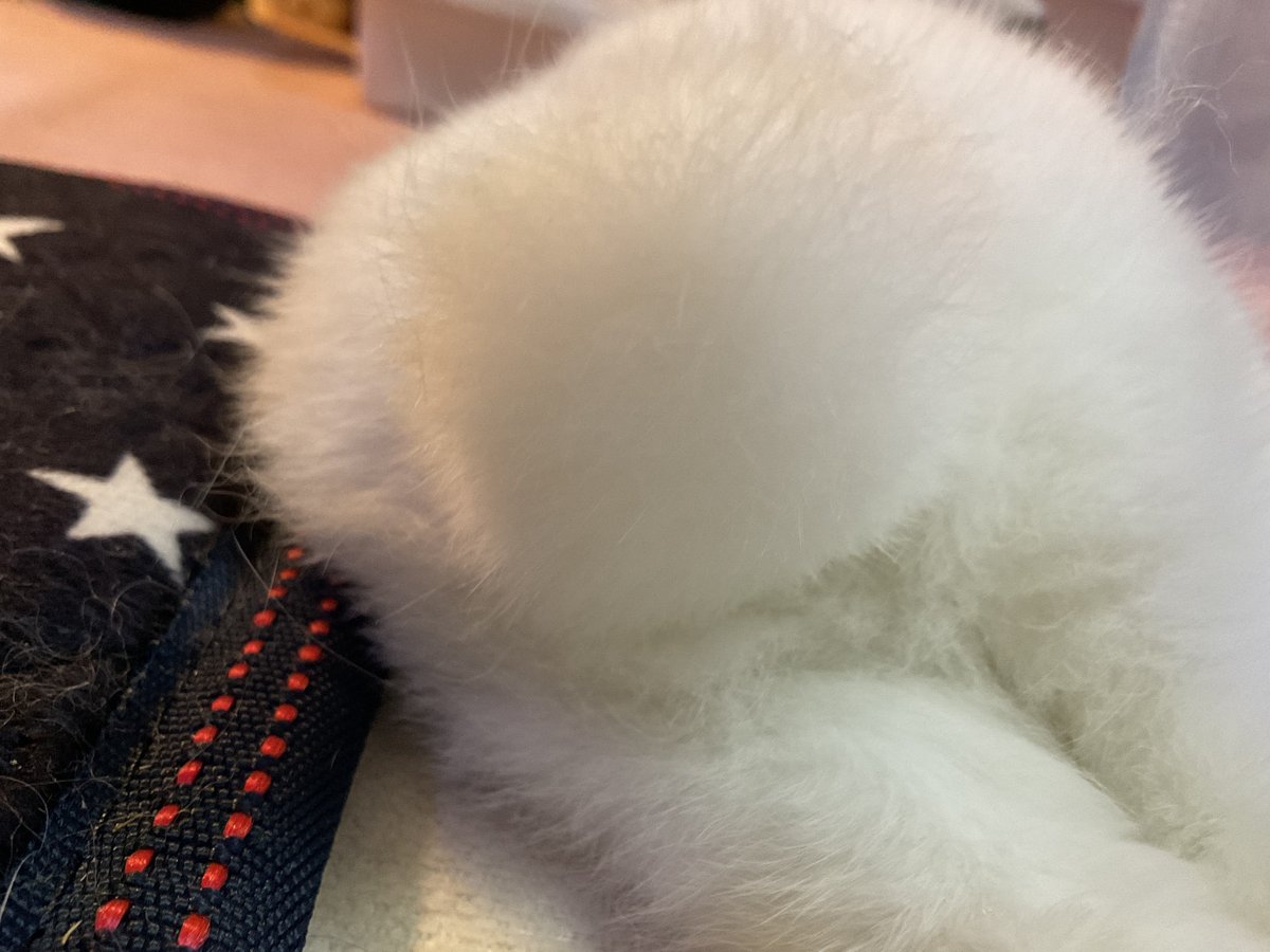 kimmukkibaby's tweet photo. 토끼엉덩이(보들보들,말랑말랑) https://t.co/cOnS7Jkd4V