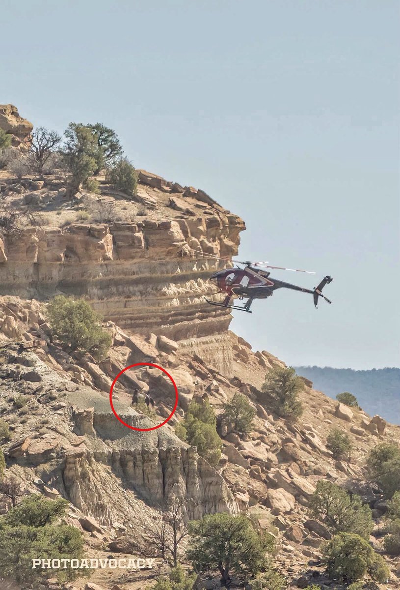 Blueequus775's tweet photo. Here’s an example of one of BLM’s “humane” roundups of wild horses. Does this look humane or safe to you? 
#wildhorses https://t.co/FPhmxnjm13