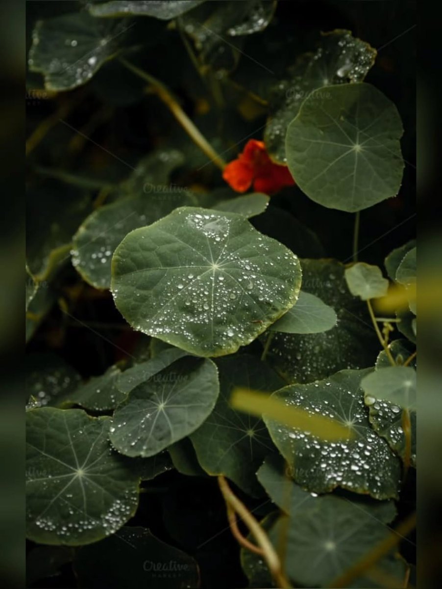 ImaStuckett's tweet photo. Nature’s own pearls resting on a bed of green. https://t.co/u8GfzDIlnj