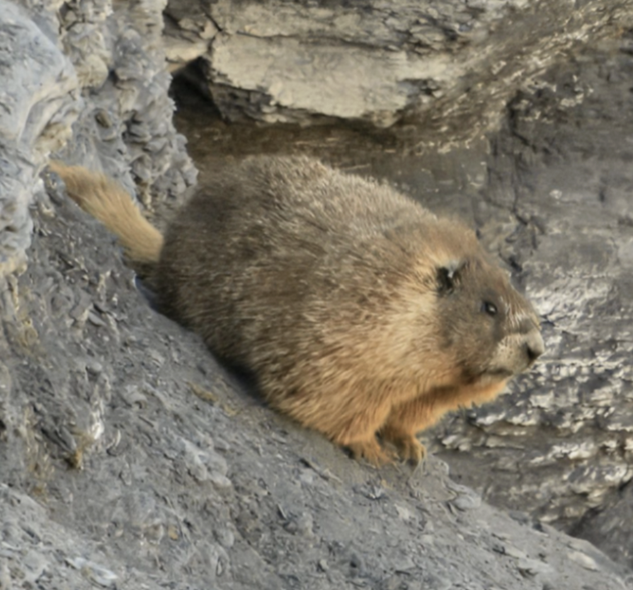 senatorshoshana's tweet photo. I reached out to Rocky Mountain Biological Laboratory to see if we can get the enormous marmot I saw yesterday considered for this or a future Fat Marmot Week

Until then, meet the absolute unites of Fat Marmot Week https://t.co/zvsG69rRBB