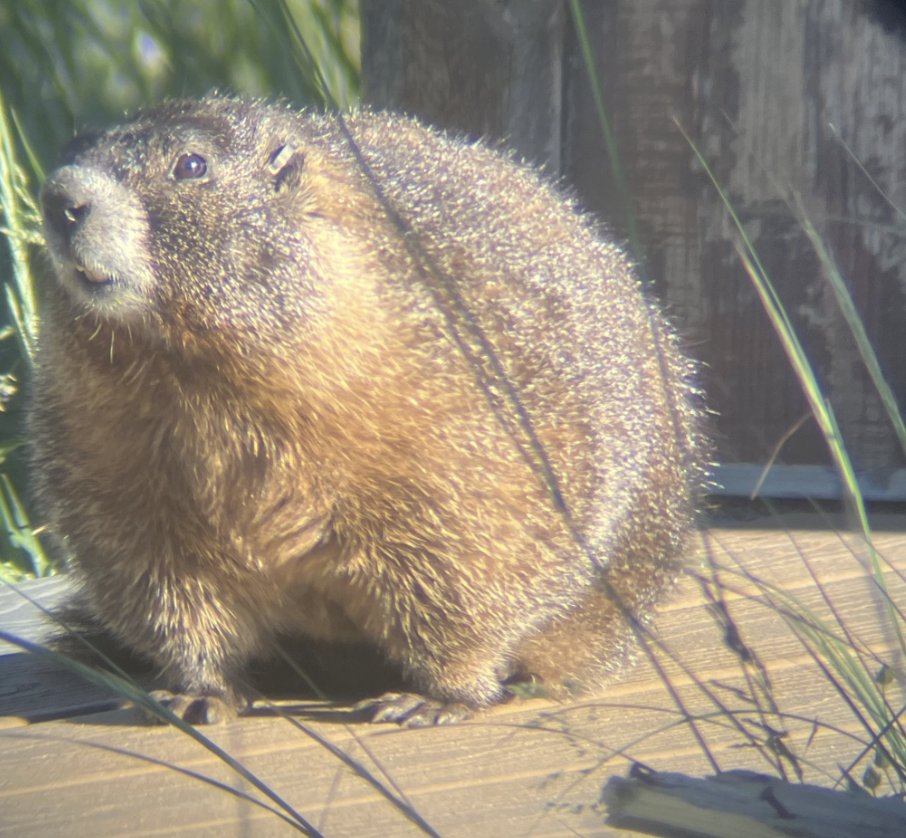 senatorshoshana's tweet photo. I reached out to Rocky Mountain Biological Laboratory to see if we can get the enormous marmot I saw yesterday considered for this or a future Fat Marmot Week

Until then, meet the absolute unites of Fat Marmot Week https://t.co/zvsG69rRBB