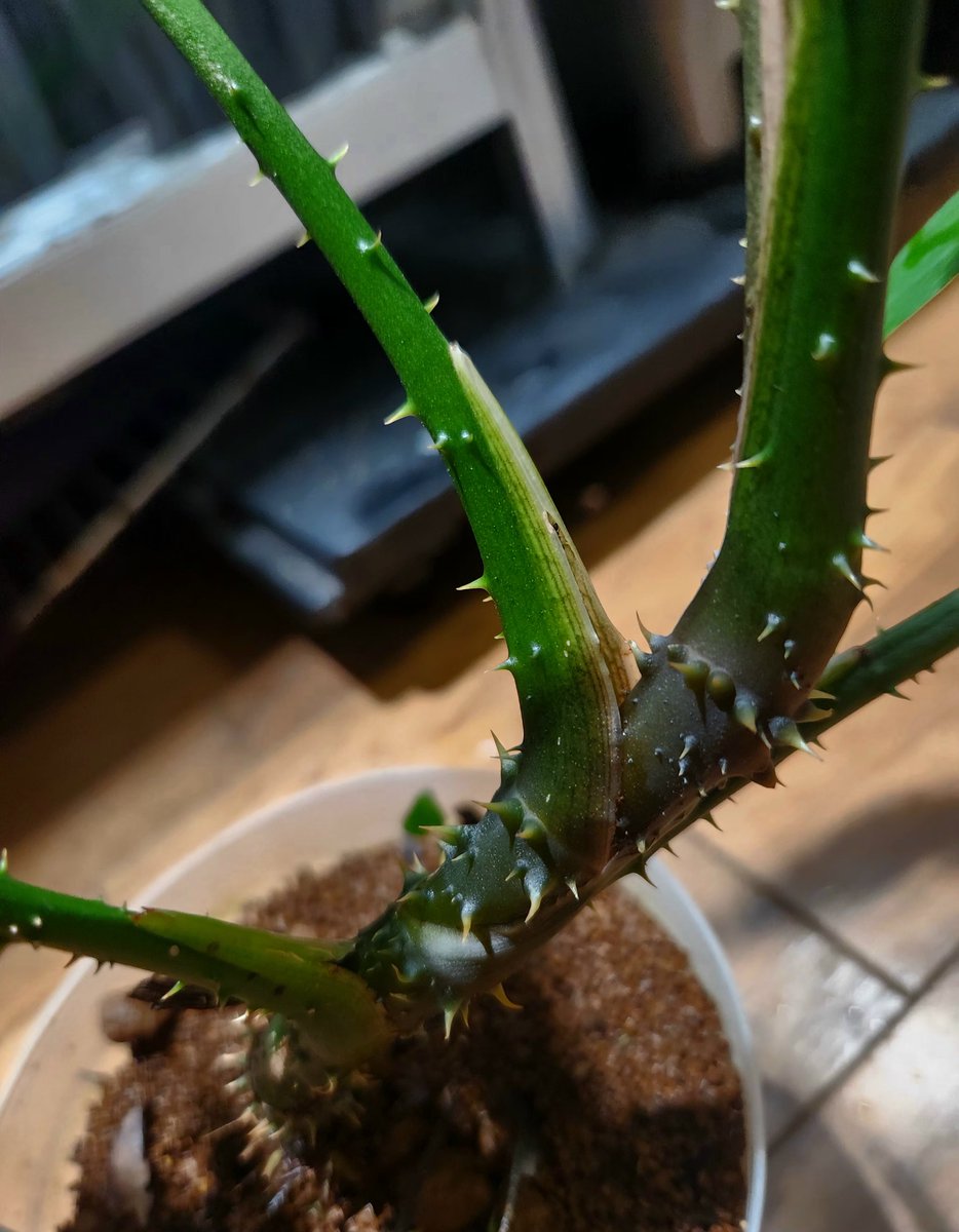 xdrcr454's tweet photo. 順調にデカくなってきてる刺さると
むちゃくちゃ痛い芋
Lasia spinosa
#Lasia https://t.co/IfKSayWSJE
