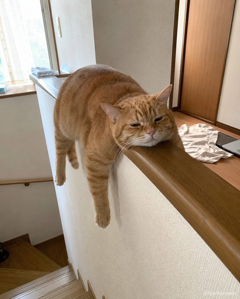 BestOfMeow's tweet photo. Lazy https://t.co/gHPkiqtEVz