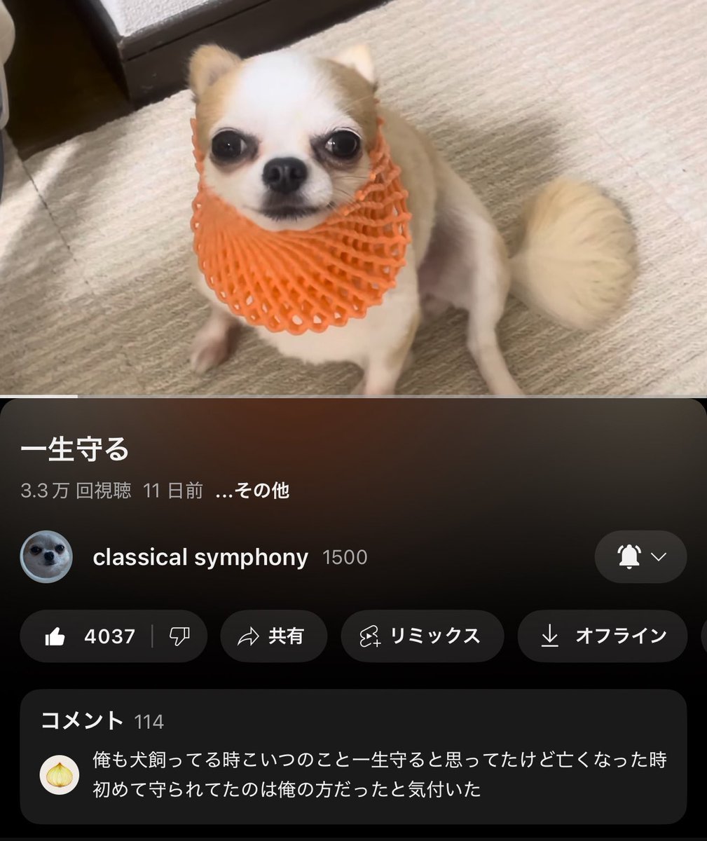 YTMGS's tweet photo. 俺も犬飼ってる時 https://t.co/pp8dXlaLQ4