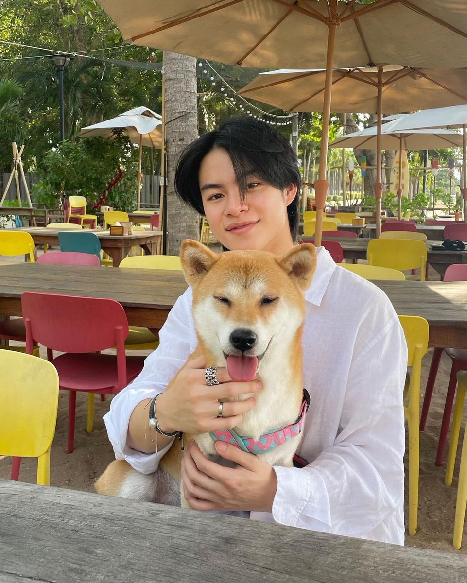 tanxthai's tweet photo. ชิบะม้าค vs ชิบะหยิ่น DNA มันอยู่บนหน้าปะ66555555556665555556655 https://t.co/I0WAaJEMYK