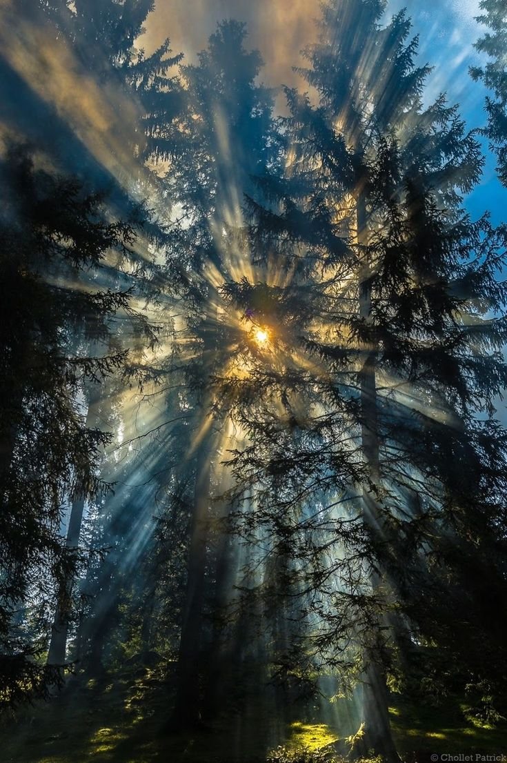 naturaholic's tweet photo. Sunlight through trees https://t.co/Zq8kNB4vVs