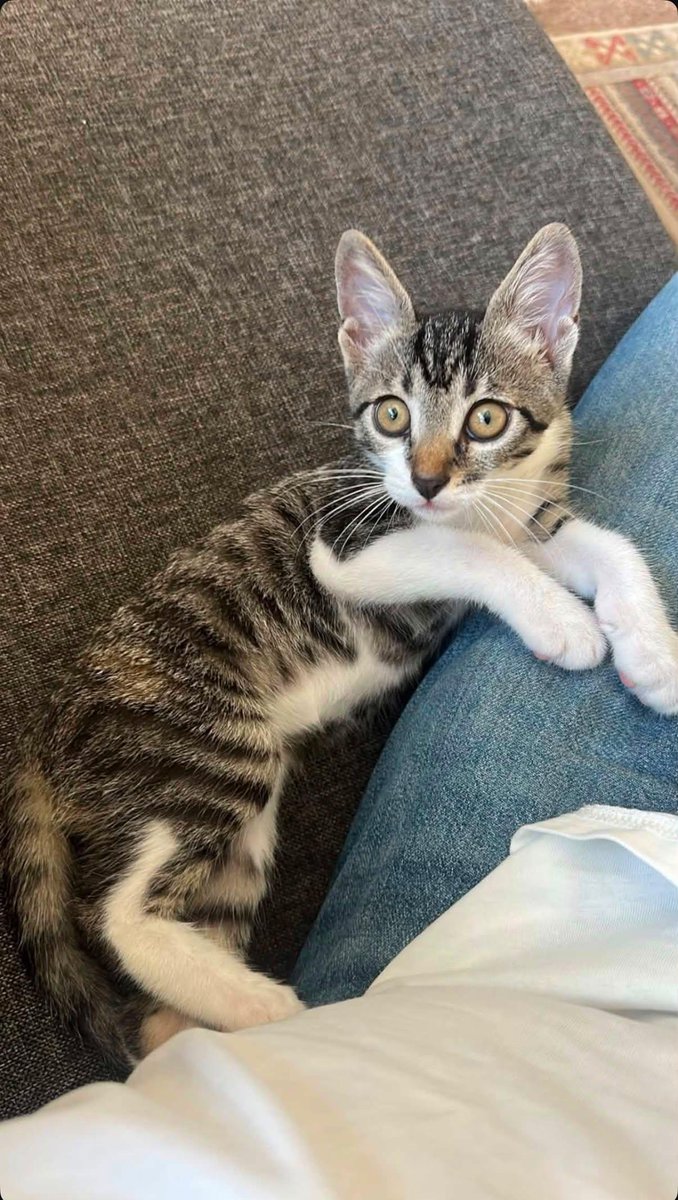 minkominkom's tweet photo. Şu dünya güzeli, bit kadar boyuyla oyun delisi, 3 aylık, erkek bebe yuva arıyor arkadaşlar evinize sonsuz neşe arıyorsanız İstanbul'da o neşe ayağınıza gelmiş olabilir. Sokaktan kurtarılmış bu çocuk tekrar sokağa dönmesin hadi ona güzel bir yuva bulalım.

İletişim numarası: 05322831093

Yaygınlaştırma ricası ile...