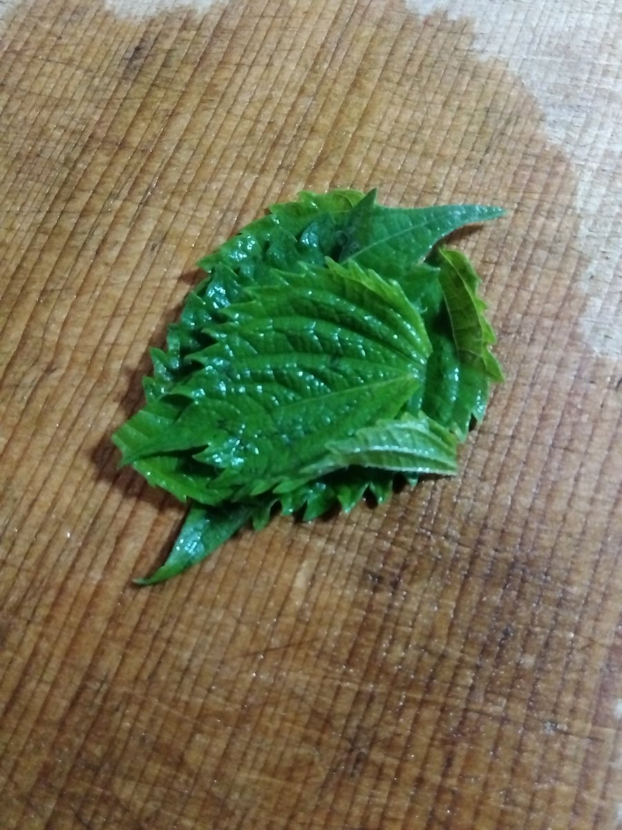 izokuno's tweet photo. 少し前、雑草のように生える大葉を、軽い気持ちで１枚持ち帰り食べたら超絶不味くて、トラウマになりました。それではいけないと、ごく若いものだけ摘みとって刻み、冷奴の薬味にしたら美味しかったです😊。 https://t.co/ACAER6Zu1G
