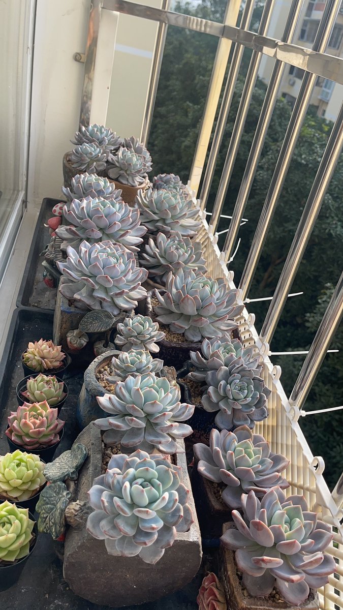 byassnt's tweet photo. Got my first potted succulent on my windowsill today—watch me go from black-thumb to plant parent slowly. ， https://t.co/fDOt1BBB2v