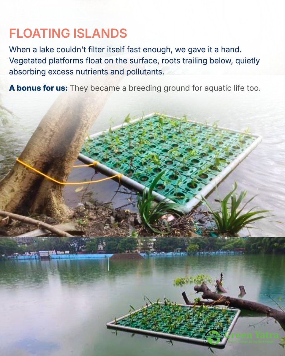 Greenyatra's tweet photo. 305 CRORE + LITRES OF WATER CONSERVATION TELLS A STORY.
A lake rarely comes back to life on its own.
Across Maharashtra and Telangana, Green Yatra's #lakeandpondrestoration projects have shown that reviving a lake means responding to what that specific water body needs, not applying one fixed method everywhere.
A floating island here, a nesting ground for birds there, open space for a community to gather where none existed before.
This World Lake Day, our thriving restored sites are a reminder that restoration is not one fixed formula. It is a response, built lake by lake.
18 years of knowing the difference.
#WorldLakeDay
#GreenYatra
#LakeRestoration