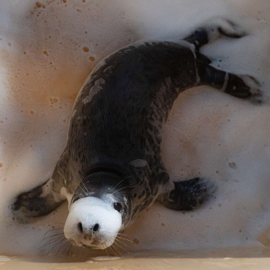 seal_rescue's tweet photo. tbt Melody and her bubble beard https://t.co/VKeeZpVmIx