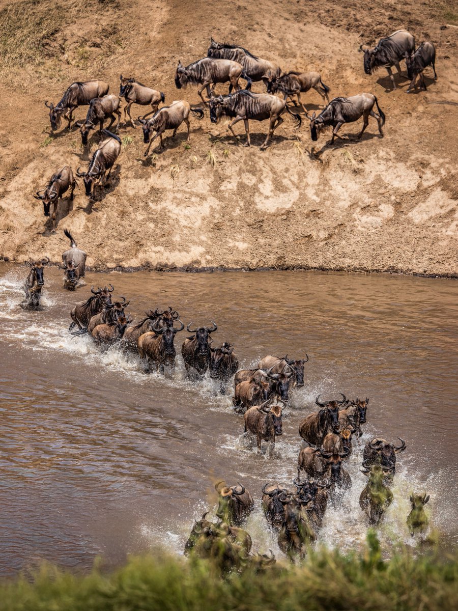 Discovery's tweet photo. On the move 🌍

📸: Jianmei Wang

#wildebeest #migration #eastafrica https://t.co/ziF8oQEvId