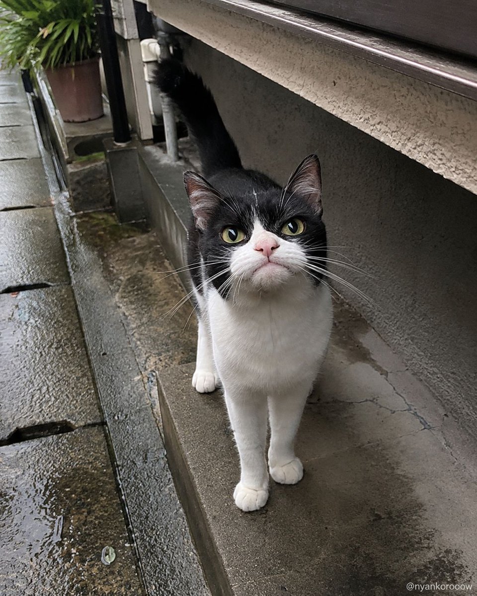 nyankorooow's tweet photo. 本日の天気、
猫評価 ★☆☆☆☆ https://t.co/gJcZkVfdu1