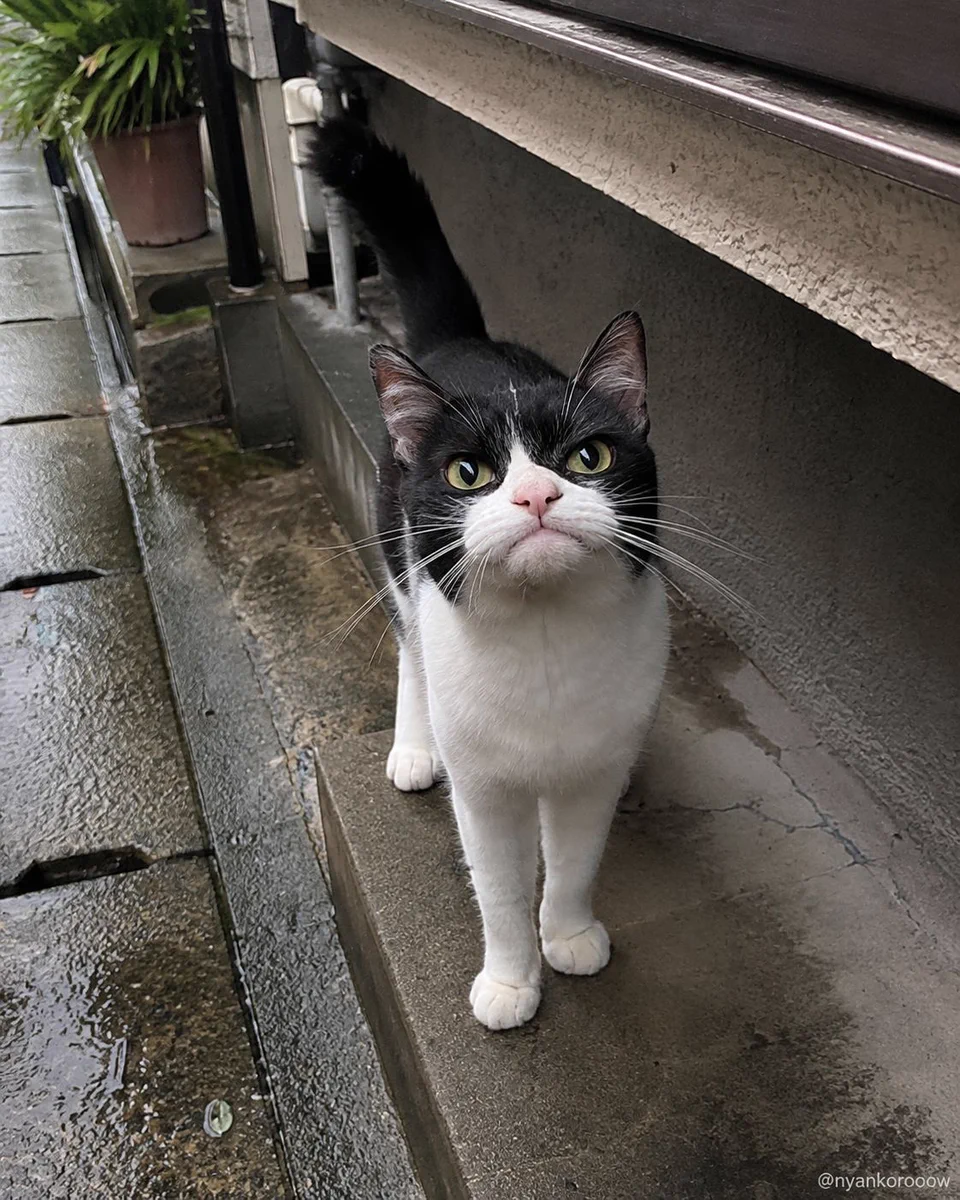 にゃん太郎 にゃん太郎｜猫画像｜Funny Cats on X:
